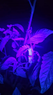 Friday night lights… garden style 🔦🐛😂
Because apparently this is what I do for fun now.
30 years ago I never imagined Friday nights would involve hunting hornworms in the garden.

Anyone else out here living a life their younger self never would have predicted?

#backyardhomesteading #knowwhereyourfoodcomesfrom #fridaynightlightsgardenstyle🔦
#tomatohornworm #hornworms