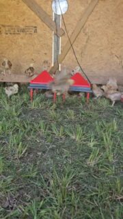 School is back but our homestead doesn't stop. Lol.

 These little meat birds are growing FAST and enjoying fresh grass in the tractor this morning. 

This is the part of raising our own food that I love - watching them grow right here knowing exactly where our food comes from. 

Some of these guys will fill our freezer and some will be available for sale! 

#morethanwecanimaginehomestead
#freedomrangers #knowwhereyourfoodcomesfrom #backyardhomesteading #knowyourfarmer